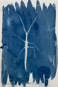 Rebecca Tapscott | Echoes of Absence | Printmaking | Titan Stick Insect