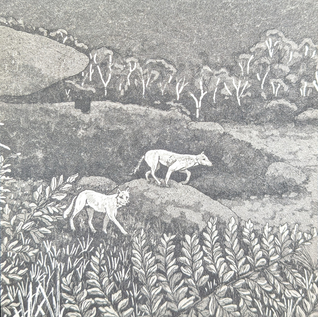 Fenja T. Ringl | Printmaking | Two Dingos in Nursery Valley. AP2, framed