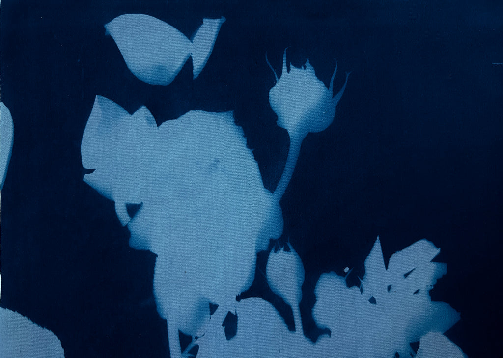 Zorica  Purlija | Printmaking | Rosebud