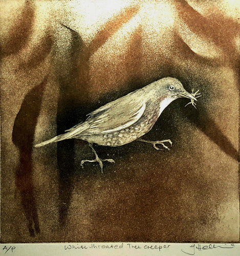 Jo Hollier | Printmaking | White throated Tree Creeper