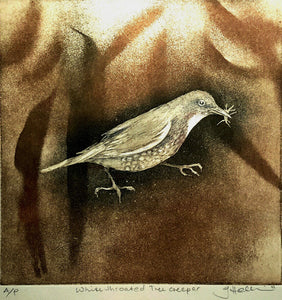 Jo Hollier | Printmaking | White throated Tree Creeper