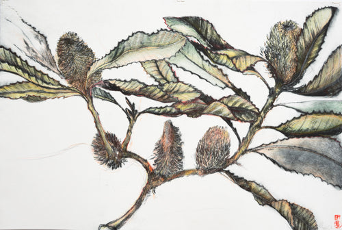 Jo Hollier | Printmaking | Banksia robor