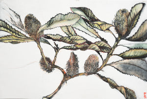 Jo Hollier | Printmaking | Banksia robor