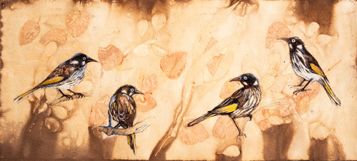 Jo Hollier | Drawing | New Holland Honeyeaters **