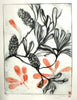 Jo Hollier | Printmaking | Banksia Integrifolia + Leaves