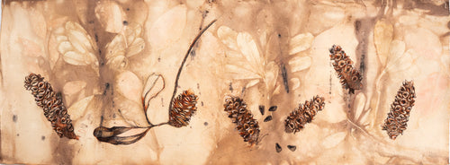 Jo Hollier | Drawing | Banksia Pod Collection