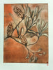 Jo Hollier | Printmaking | Coastal Banksia II