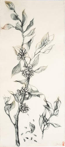 Jo Hollier | Printmaking | Hakea petiolaris