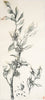 Jo Hollier | Printmaking | Hakea petiolaris