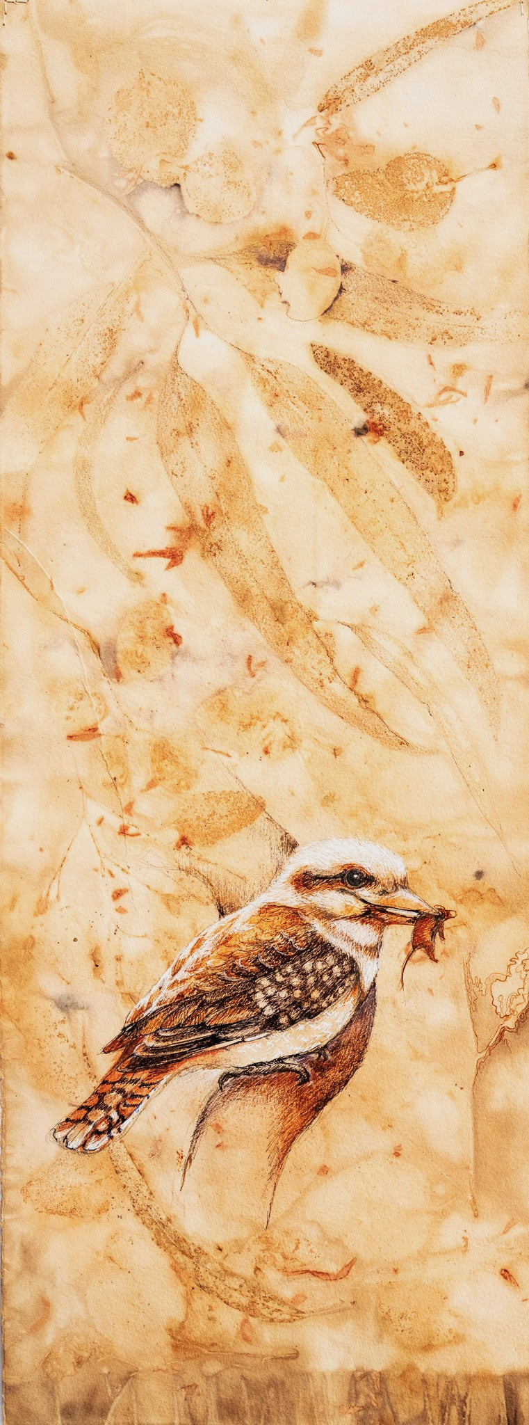 Jo Hollier | Drawing | Kookaburra *