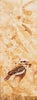 Jo Hollier | Drawing | Kookaburra *