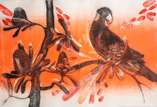Jo Hollier | Printmaking | Saw Toothed Banksia + Yellow tailed Black
