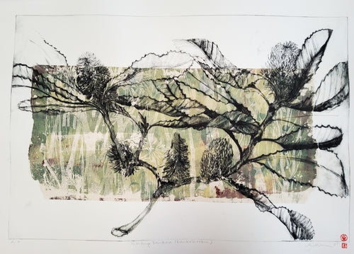 Jo Hollier | Printmaking | Swamp Banksia (Banksia Robur)
